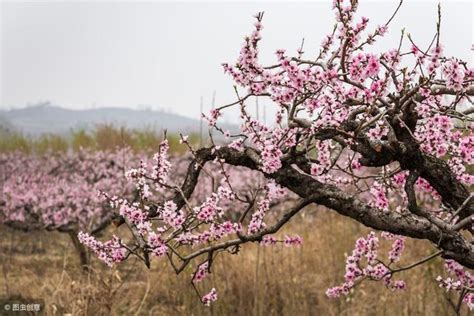 桃樹不開花|為什麼您的桃樹不開花：針對Prunus persica的故障排除建議